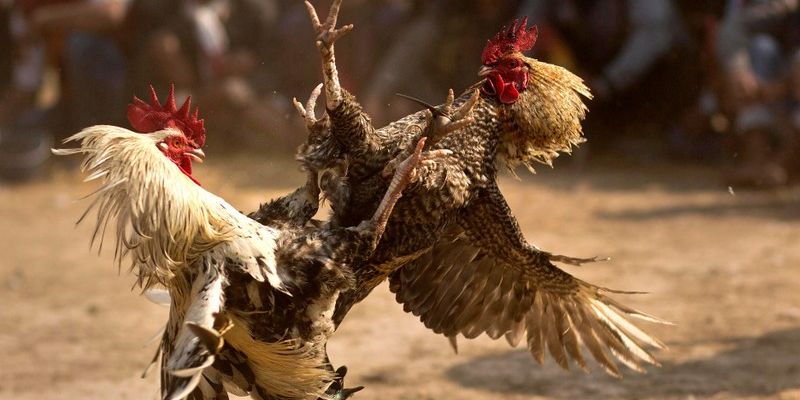 Những lý do bạn nên chơi tại pg88 khi lựa chọn đá gà