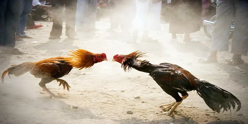 Những mẹo chơi đá gà pg88 cần ghi nhớ